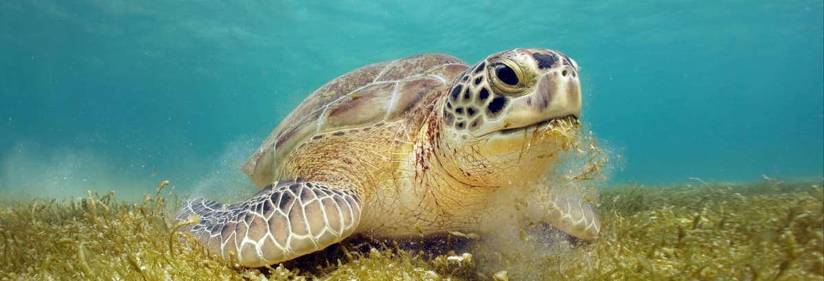 Excursión a la bahía de Akumal + Cenote Jaguar