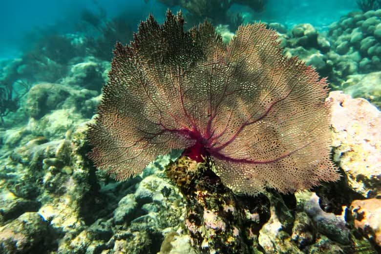 Excursión a la bahía de Akumal + Cenote Jaguar - photo 3