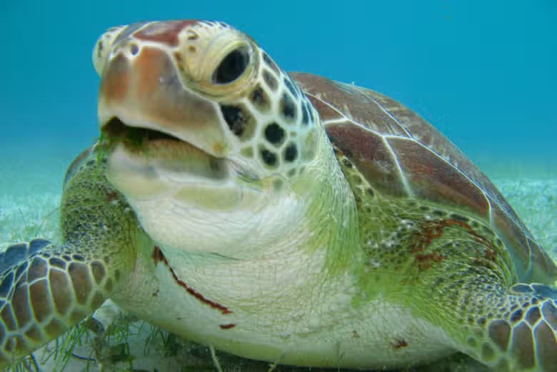 Excursión a la bahía de Akumal + Cenote Jaguar - photo 5