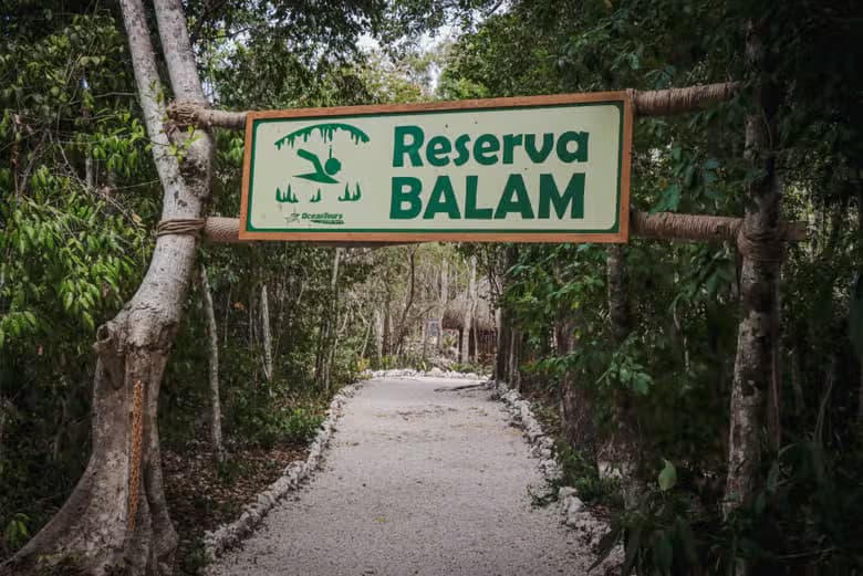 Excursión a la bahía de Akumal + Cenote Jaguar - photo 11