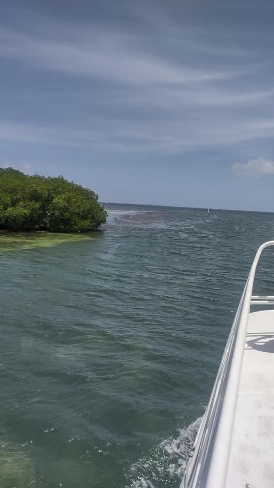 Snorkel en el MUSA - photo 10